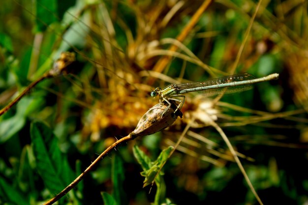 Foto prossimo piano di un insetto sulla pianta