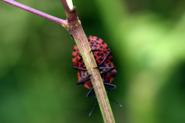 Close-up of insect on plant