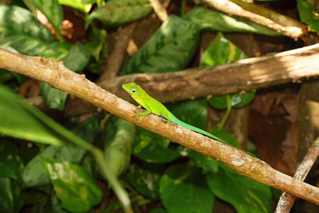 Close-up of insect on plant