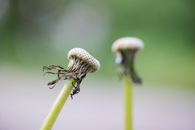 Foto prossimo piano dell'insetto sulla pianta