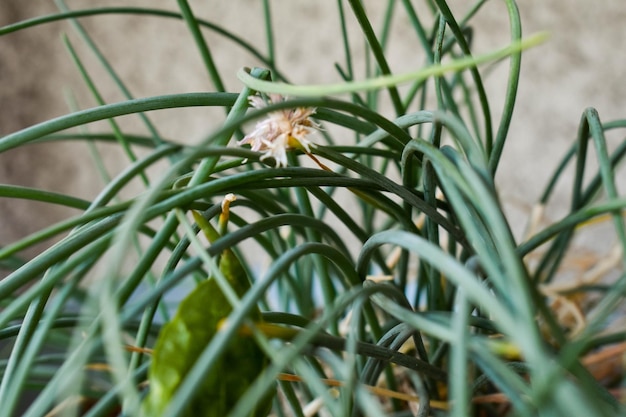 Close-up of insect on plant