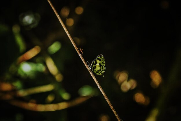 Photo close-up of insect on plant