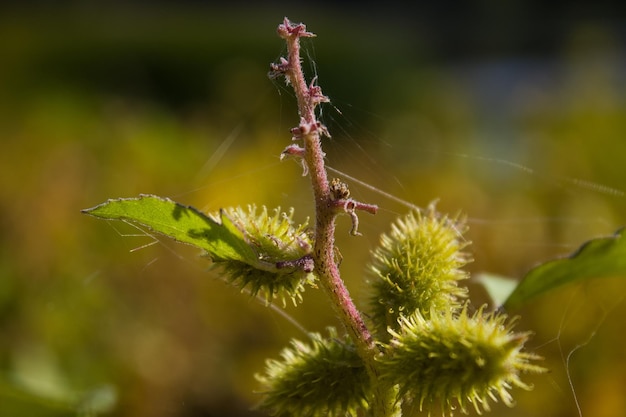 Foto prossimo piano di un insetto sulla pianta