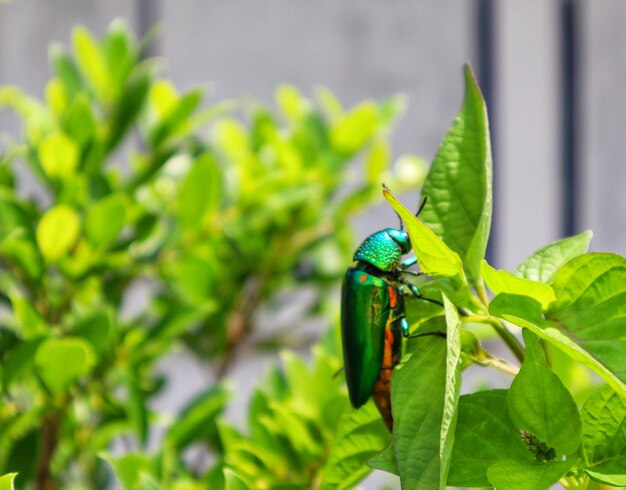 Photo close-up of insect on plant