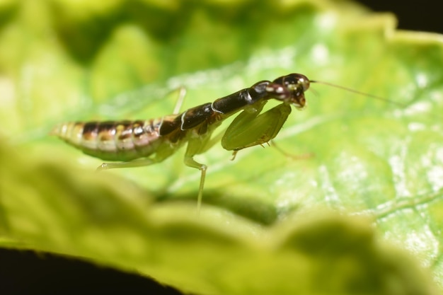 Photo close-up of insect on plant