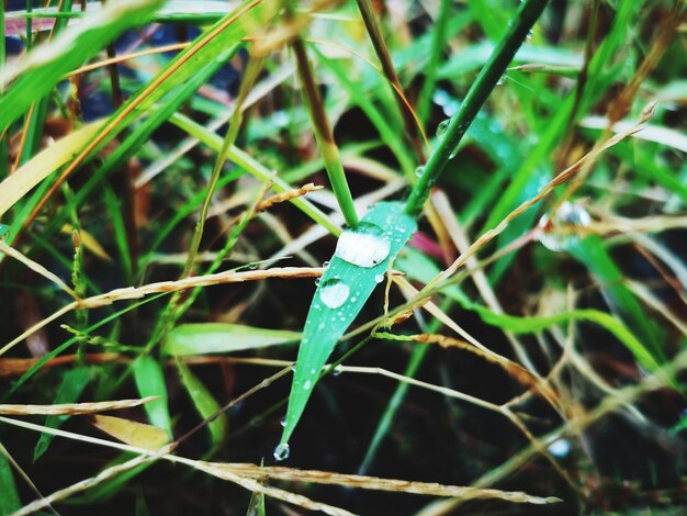 Close-up of insect on plant