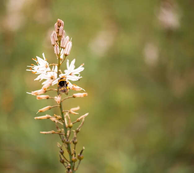 Photo close-up of insect on plant