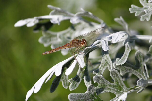 Photo close-up of insect on plant