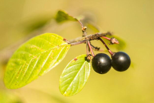 Close-up of insect on plant