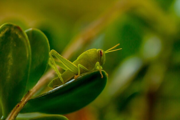 Close-up of insect on plant