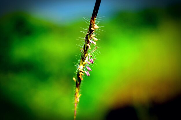 Close-up of insect on plant