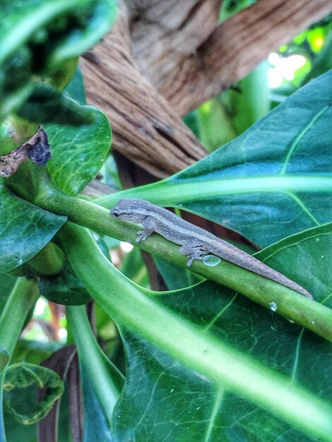 Close-up of insect on plant