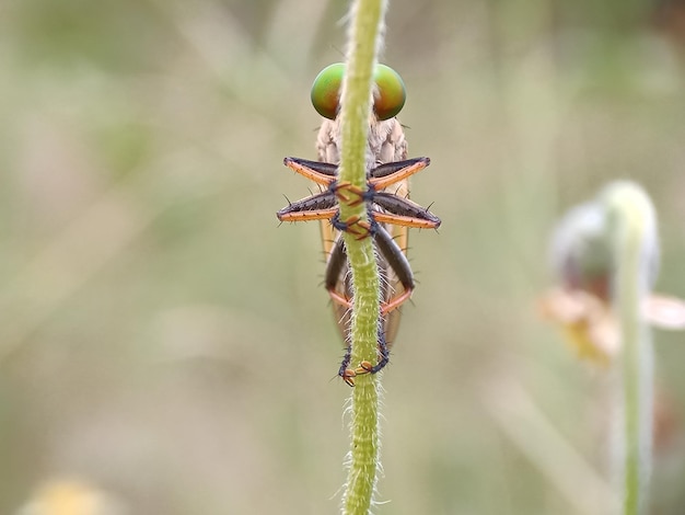 Photo close-up of insect on plant