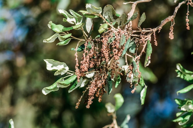 Close-up of insect on plant