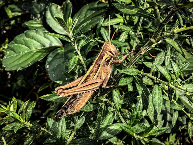 Foto prossimo piano di un insetto sulla pianta