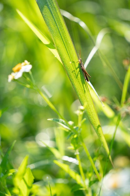 Close-up of insect on plant