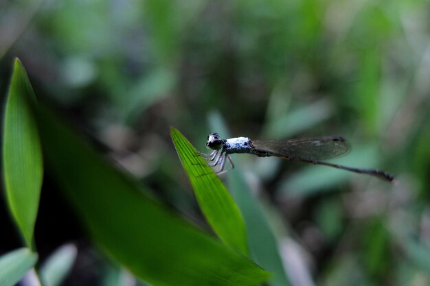 Photo close-up of insect on plant