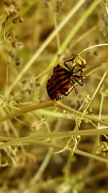 Foto prossimo piano di un insetto sulla pianta