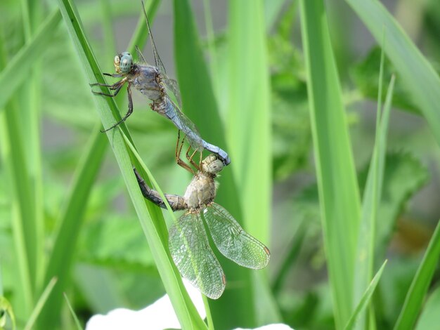 植物上の昆虫のクローズアップ