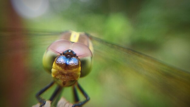 Photo close-up of an insect on plant