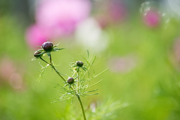 植物上の昆虫のクローズアップ