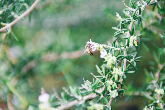 Photo close-up of insect on plant