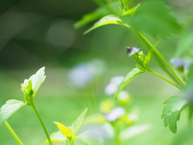 Close-up of insect on plant