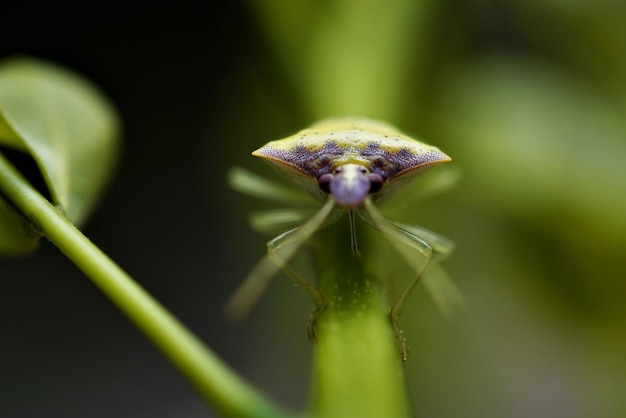 Foto prossimo piano dell'insetto sulla pianta