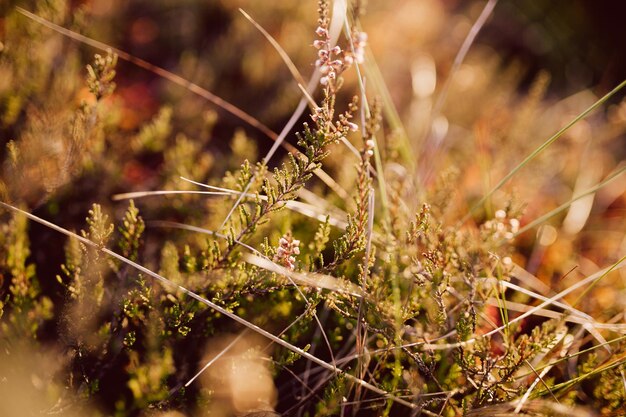 close-up of insect on plant
