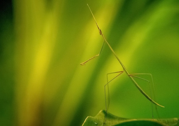 Foto prossimo piano di un insetto sulla pianta