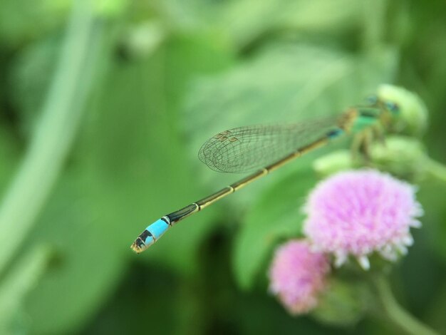 Photo close-up of insect on plant