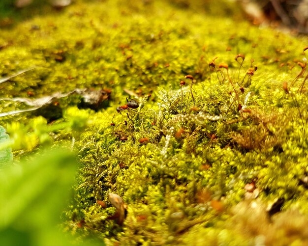 Close-up of insect on plant