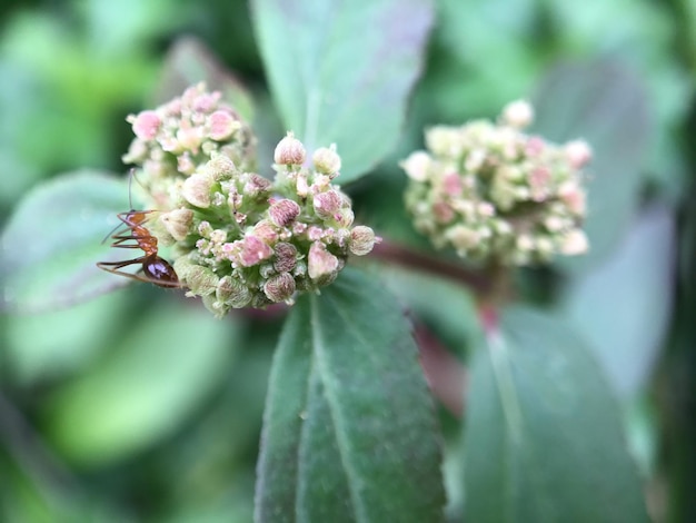 Foto prossimo piano di un insetto sulla pianta