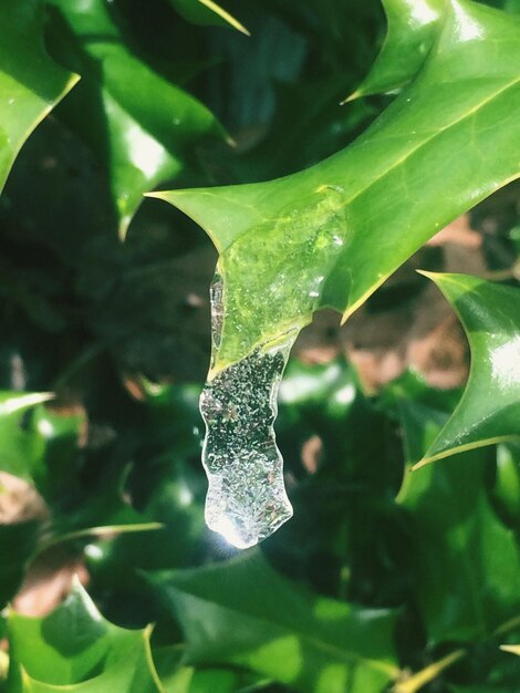 Close-up of insect on plant