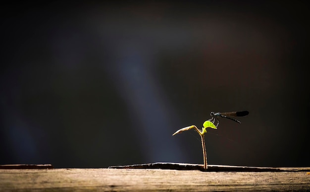 Photo close-up of insect on plant