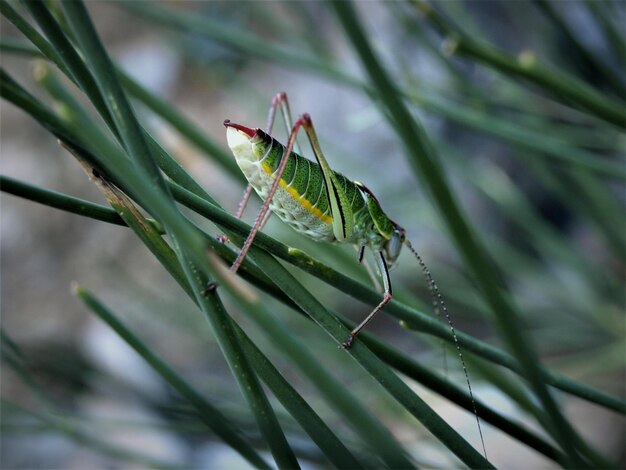 Foto prossimo piano di un insetto sulla pianta