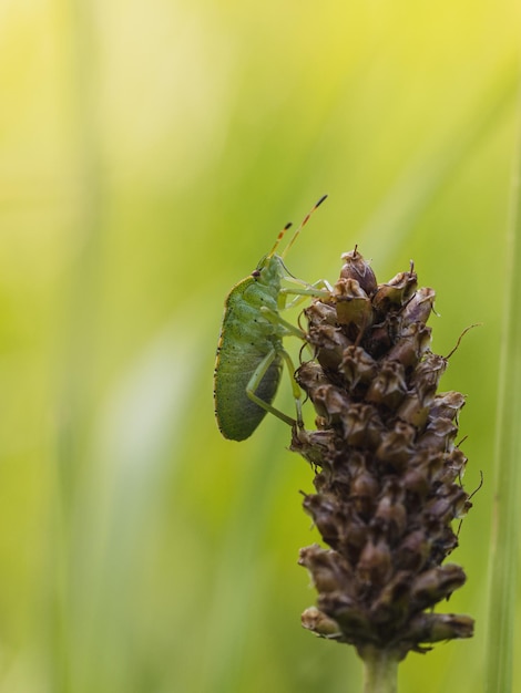 Close-up of insect on plant