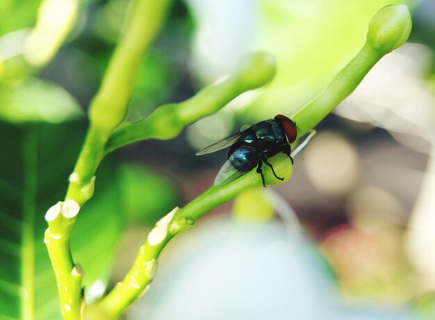 Foto prossimo piano di un insetto sulla pianta