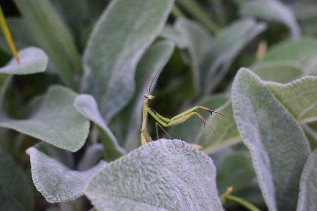 Photo close-up of insect on plant