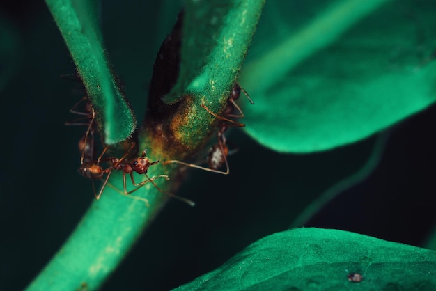 Foto prossimo piano di un insetto sulla pianta