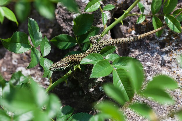 Photo close-up of insect on plant