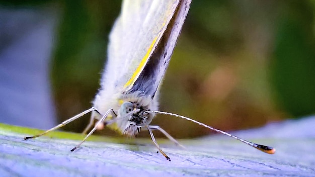 Foto prossimo piano dell'insetto sulla pianta