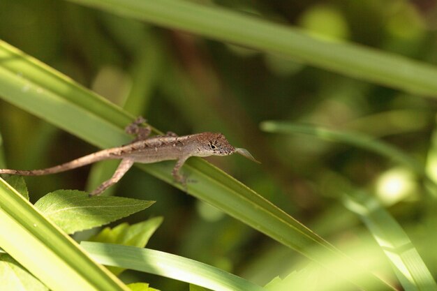 Photo close-up of insect on plant