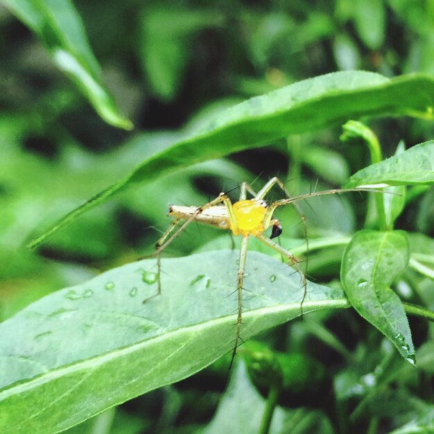 Close-up of insect on plant