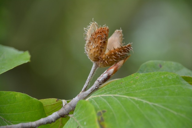 Close-up of insect on plant