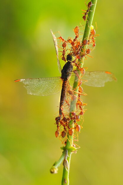 Close-up of insect on plant