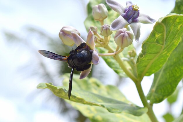 Photo close-up of insect on plant