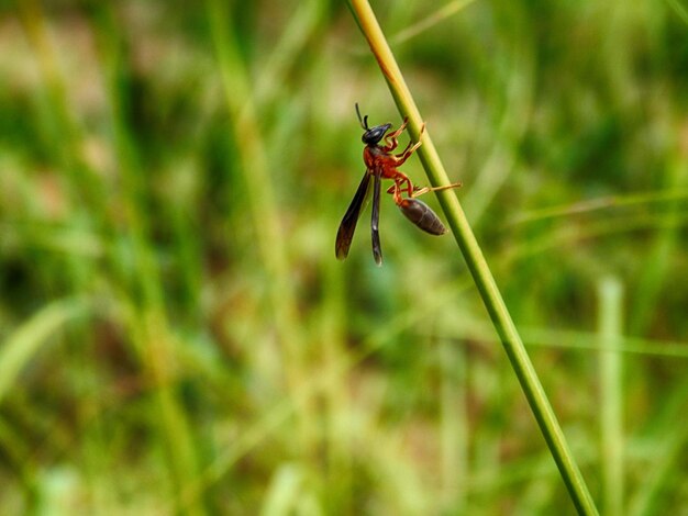 Close-up of insect on plant