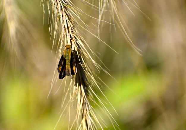 Photo close-up of insect on plant