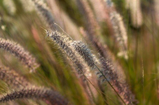 Foto prossimo piano dell'insetto sulla pianta